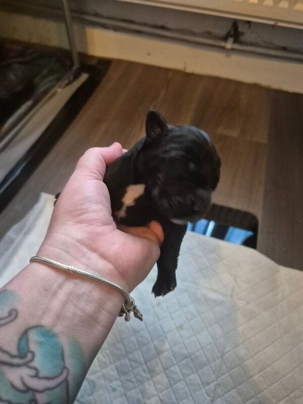Great Dane puppies for sale in Widnes, Cheshire – KC registered, 1 week old - Image 3 of 3