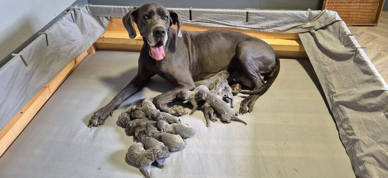 Great Dane puppies for sale in Kemnay, Aberdeenshire – 3 days old