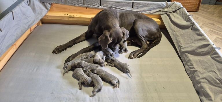 Great Dane puppies for sale in Kemnay, Aberdeenshire – 9 weeks old - Image 2 of 3