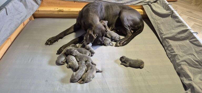 Great Dane puppies for sale in Kemnay, Aberdeenshire – 9 weeks old - Image 3 of 3