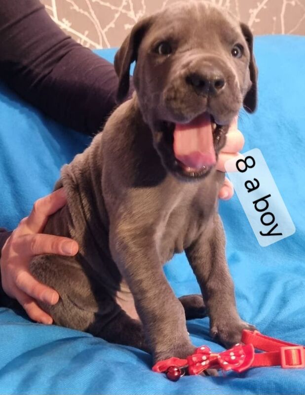 Great Dane puppies for sale in Kemnay, Aberdeenshire – 8 weeks old