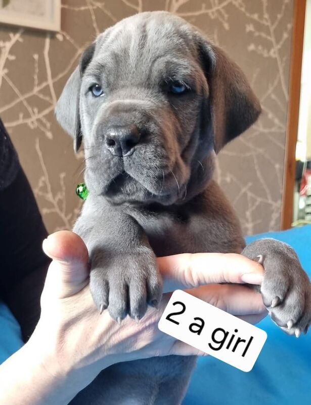Great Dane puppies for sale in Kemnay, Aberdeenshire – 8 weeks old - Image 2 of 3