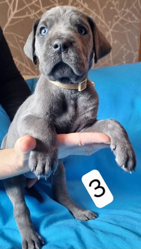 Great Dane puppies for sale in Kemnay, Aberdeenshire – 8 weeks old - Image 3 of 3