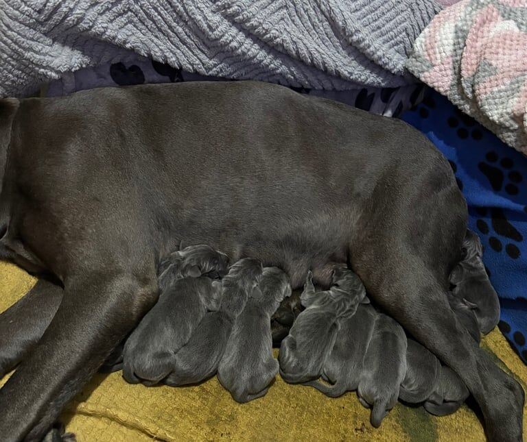 Great Dane puppies for sale in Bransholme, East Riding of Yorkshire – 6 weeks old