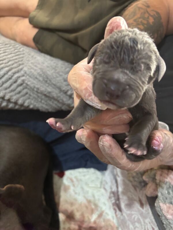 Great Dane puppies for sale in Bransholme, East Riding of Yorkshire – 6 weeks old - Image 2 of 3