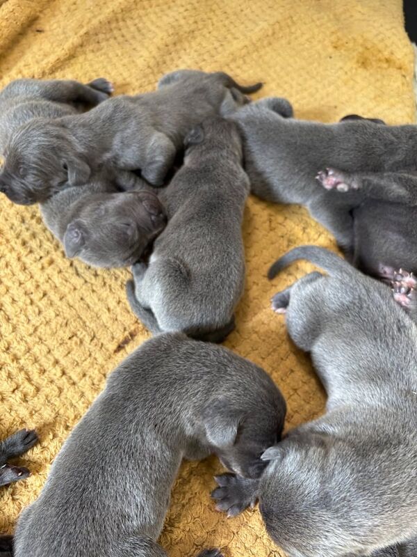 Great Dane puppies for sale in Bransholme, East Riding of Yorkshire – 6 weeks old - Image 3 of 3