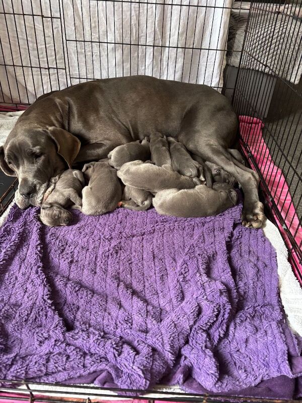 Great Dane puppies for sale in Bransholme, East Riding of Yorkshire – 9 weeks old