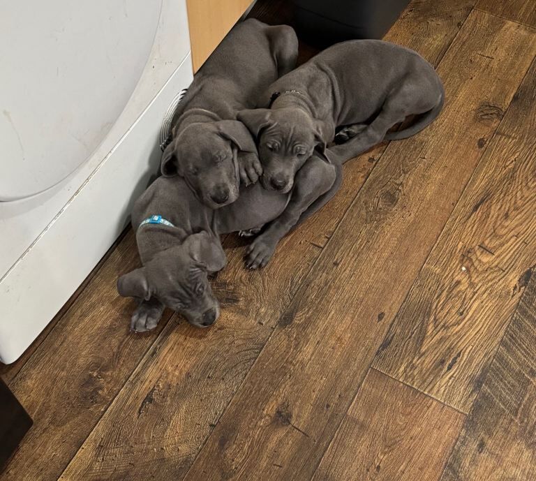 Great Dane puppies for sale in Bransholme, East Riding of Yorkshire – 9 weeks old - Image 2 of 6