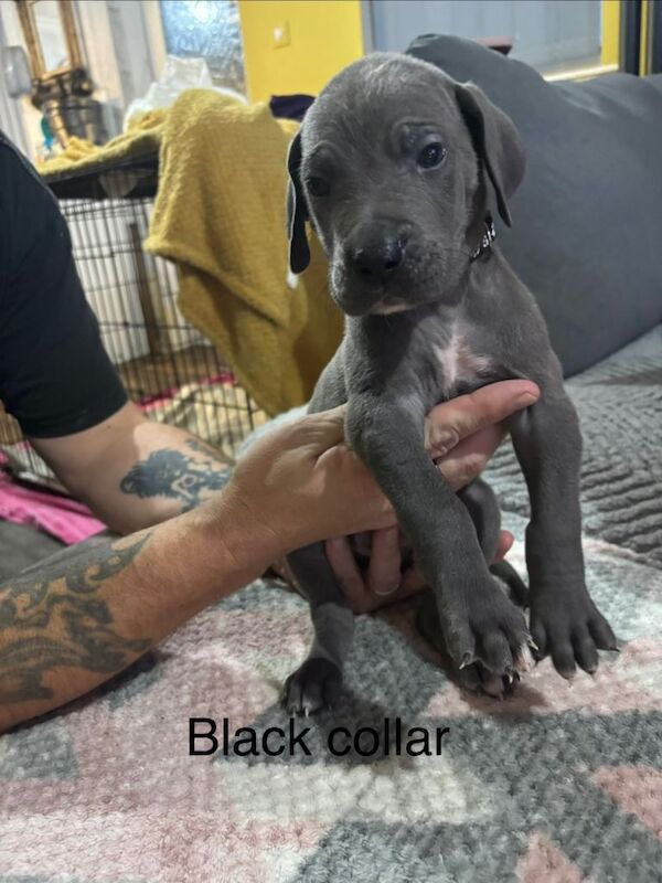 Great Dane puppies for sale in Bransholme, East Riding of Yorkshire – 9 weeks old - Image 3 of 6