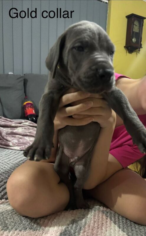 Great Dane puppies for sale in Bransholme, East Riding of Yorkshire – 9 weeks old - Image 4 of 6