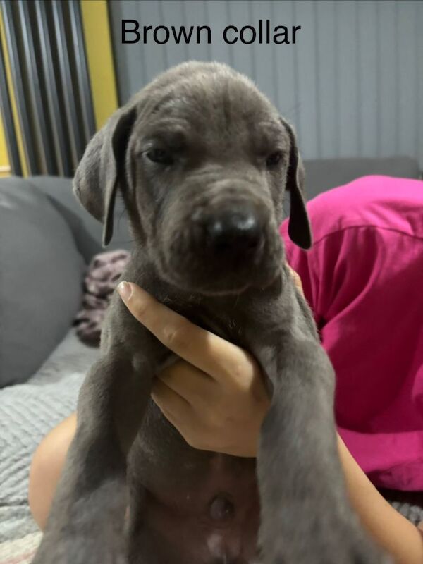 Great Dane puppies for sale in Bransholme, East Riding of Yorkshire – 9 weeks old - Image 5 of 6