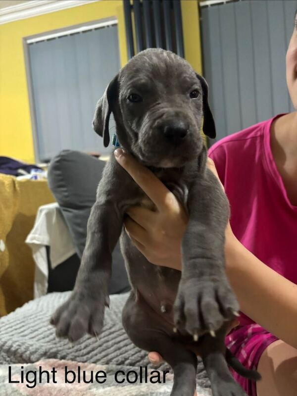 Great Dane puppies for sale in Bransholme, East Riding of Yorkshire – 9 weeks old - Image 6 of 6
