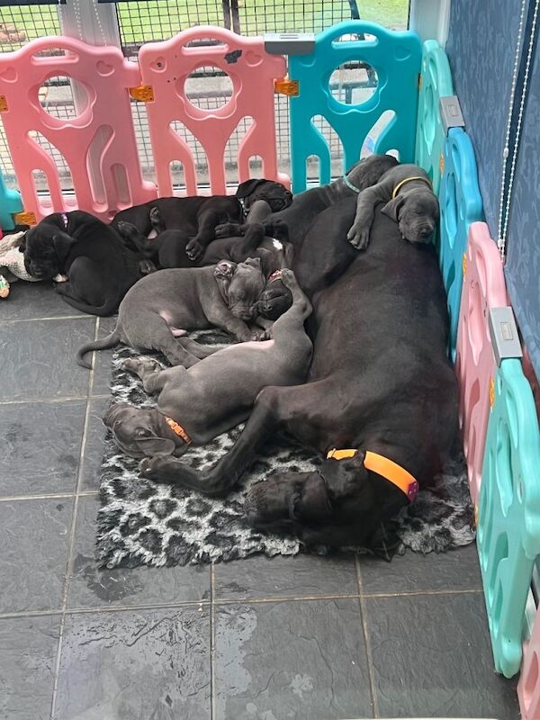 Great Dane puppies for sale in East Kilbride, Lanarkshire – 9 weeks old - Image 2 of 5