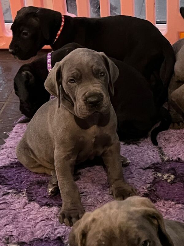 Great Dane puppies for sale in East Kilbride, Lanarkshire – 9 weeks old - Image 4 of 5