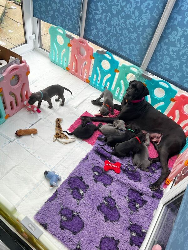Great Dane puppies for sale in East Kilbride, Lanarkshire – 9 weeks old - Image 5 of 5