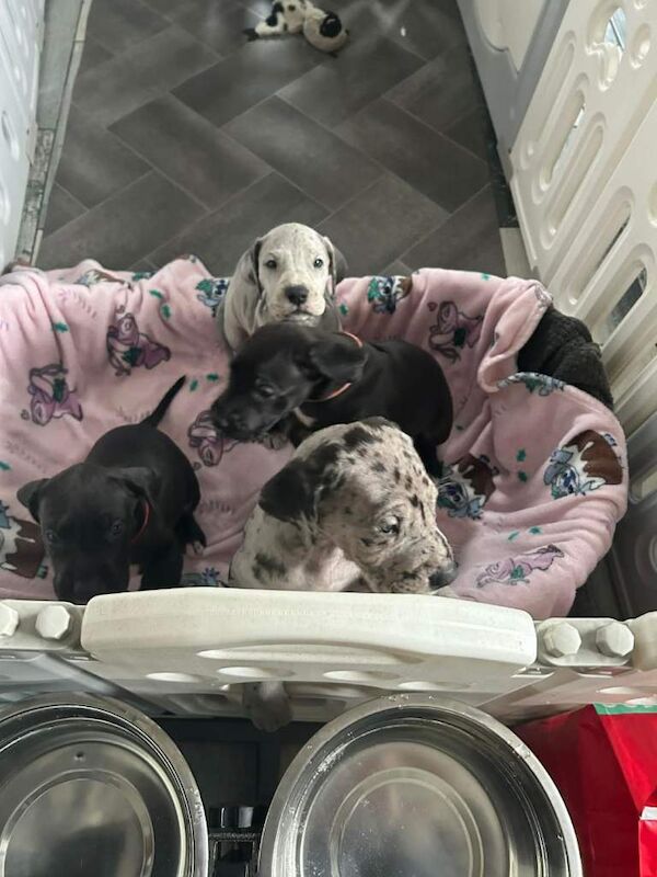 Great dane puppies - Image 2 of 4