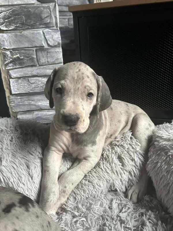 Great dane puppies - Image 3 of 4