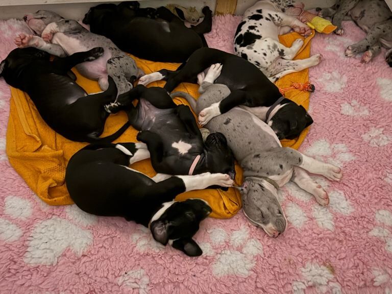 Great Dane Puppies