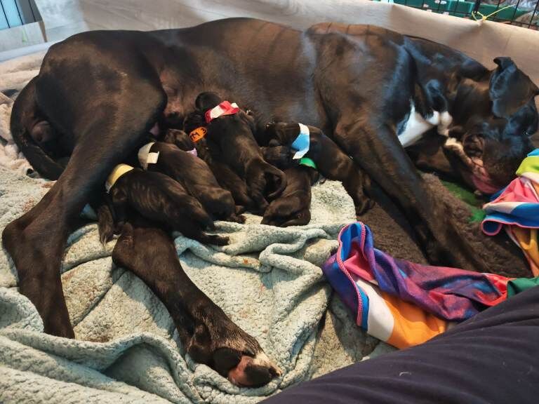 Kennel Club Registered Great Dane Puppies For Sale