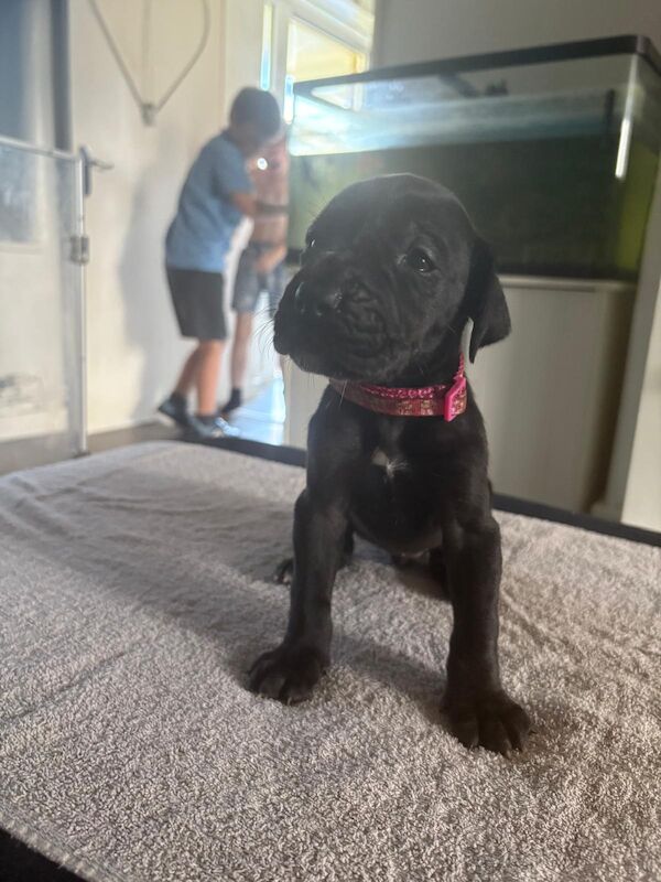 Great Dane puppies for sale in Widnes, Cheshire – 6 weeks old