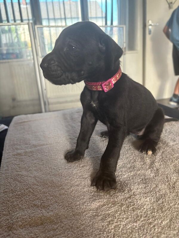 Great Dane puppies for sale in Widnes, Cheshire – 6 weeks old - Image 2 of 14