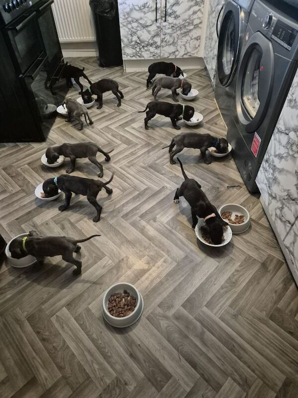 Great Dane puppies for sale in Widnes, Cheshire – 6 weeks old - Image 3 of 14