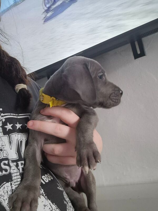Great Dane puppies for sale in Widnes, Cheshire – 6 weeks old - Image 4 of 14