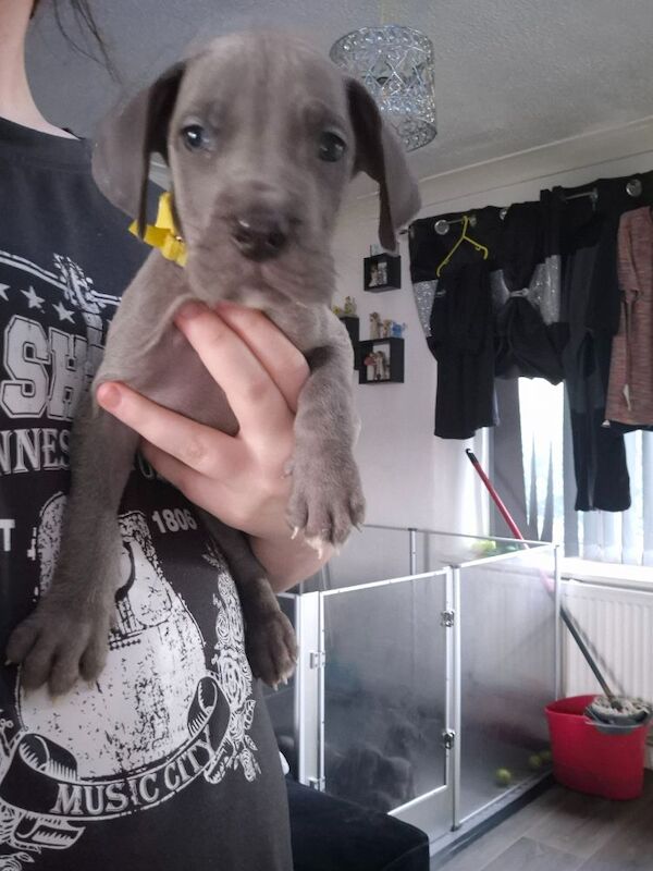 Great Dane puppies for sale in Widnes, Cheshire – 6 weeks old - Image 5 of 14