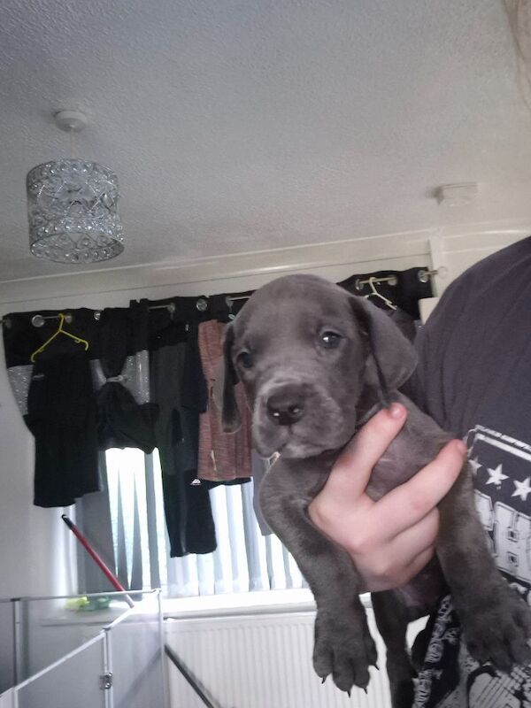 Great Dane puppies for sale in Widnes, Cheshire – 6 weeks old - Image 6 of 14
