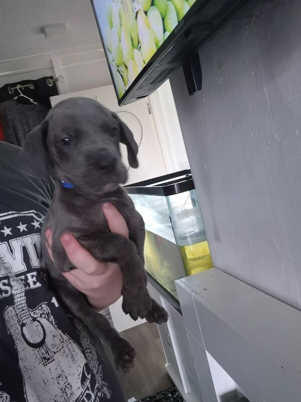 Great Dane puppies for sale in Widnes, Cheshire – 6 weeks old - Image 7 of 14
