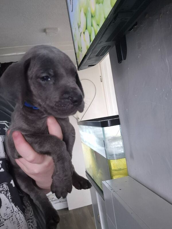 Great Dane puppies for sale in Widnes, Cheshire – 6 weeks old - Image 8 of 14