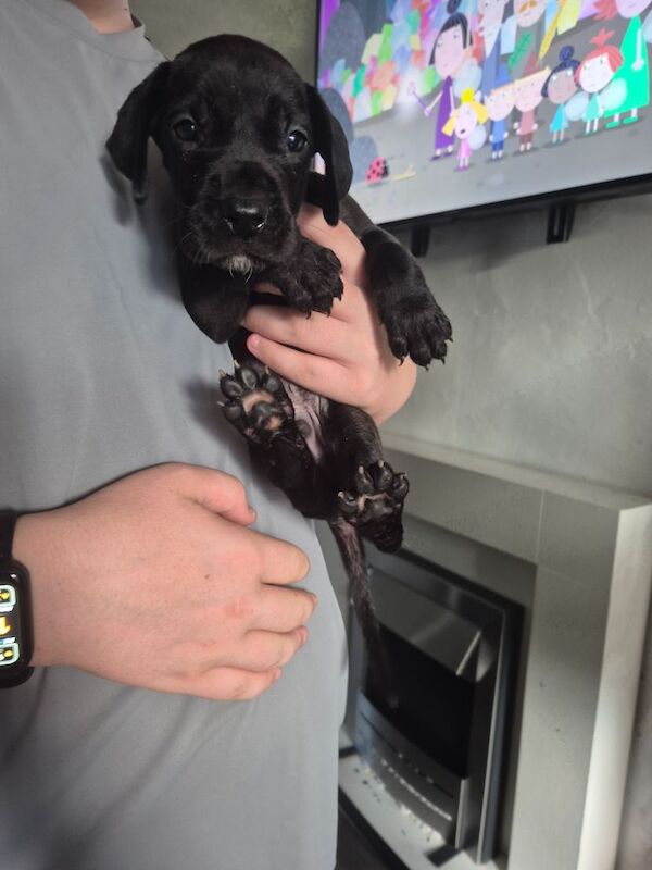 Great Dane puppies for sale in Widnes, Cheshire – 6 weeks old - Image 9 of 14