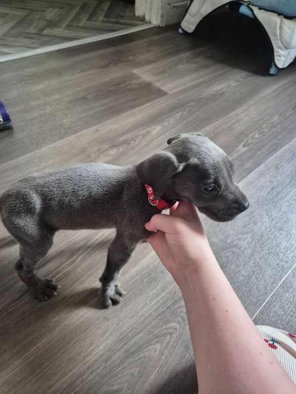 Great Dane puppies for sale in Widnes, Cheshire – 6 weeks old - Image 10 of 14