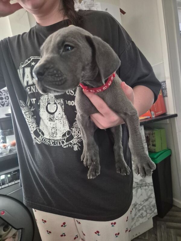 Great Dane puppies for sale in Widnes, Cheshire – 6 weeks old - Image 11 of 14
