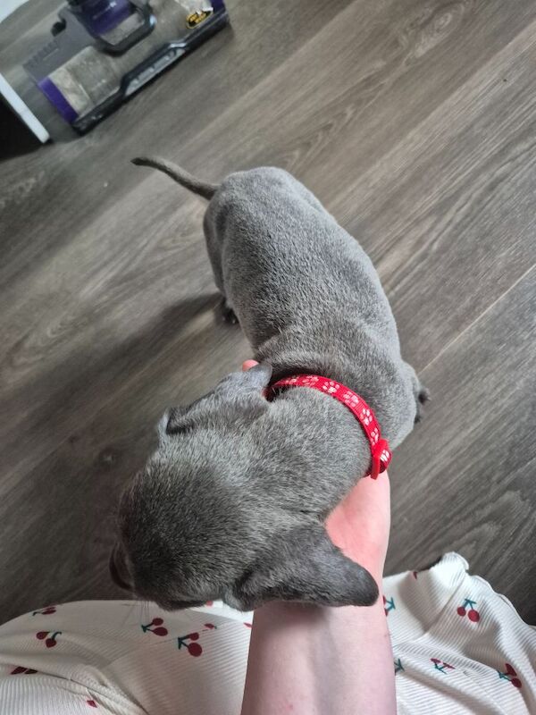 Great Dane puppies for sale in Widnes, Cheshire – 6 weeks old - Image 12 of 14