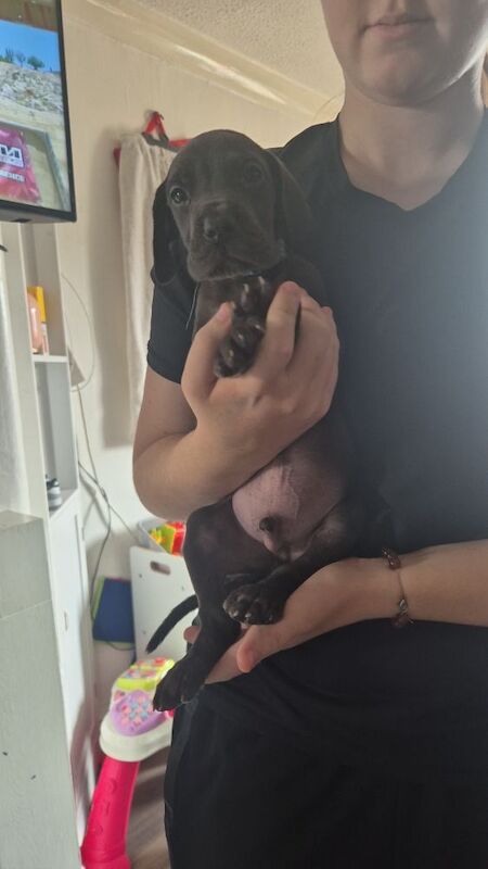 Great Dane puppies for sale in Widnes, Cheshire – 6 weeks old - Image 13 of 14