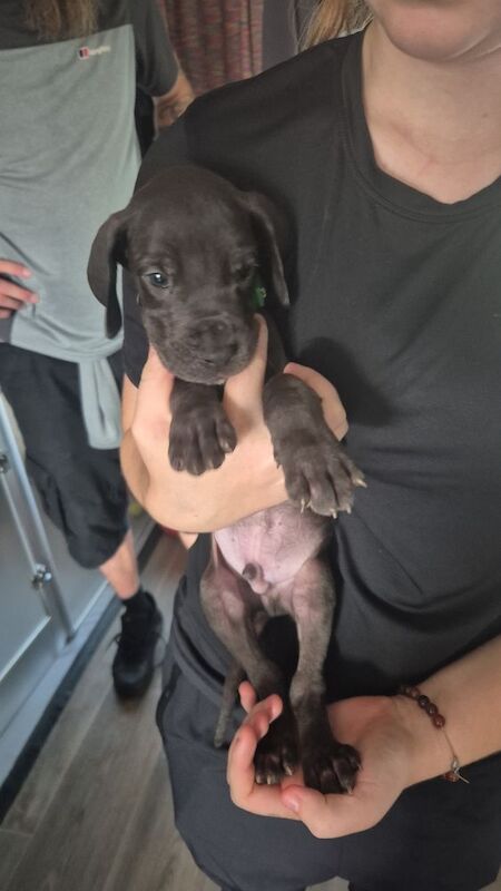 Great Dane puppies for sale in Widnes, Cheshire – 6 weeks old - Image 14 of 14