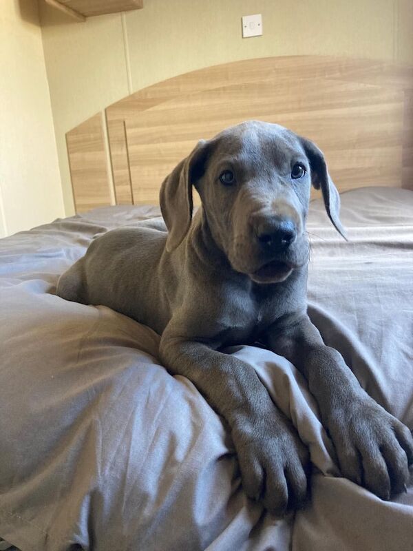 Great Dane puppies blue for sale in Dereham, Norfolk