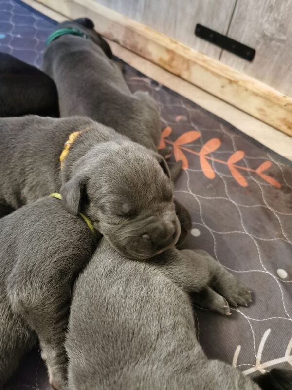 Great Dane puppies for sale in Newark, Cambridgeshire – 5 weeks old - Image 3 of 3