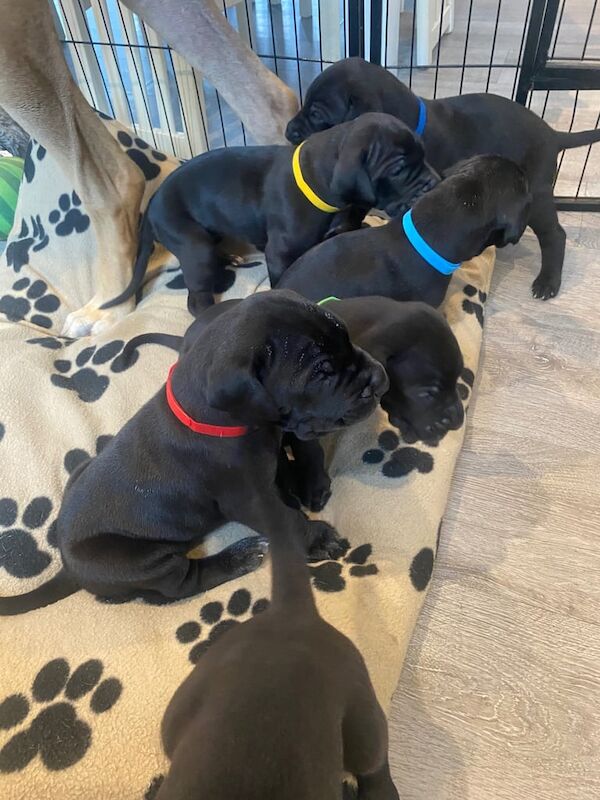 Great Dane puppies for sale in Arbroath, Angus – KC registered, 6 weeks old
