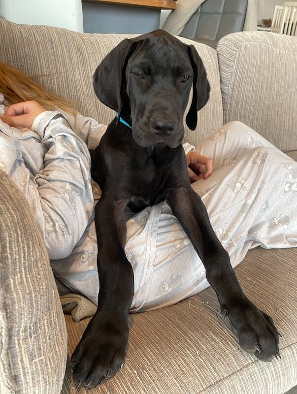 Great Dane Puppies For Sale Under £1,000