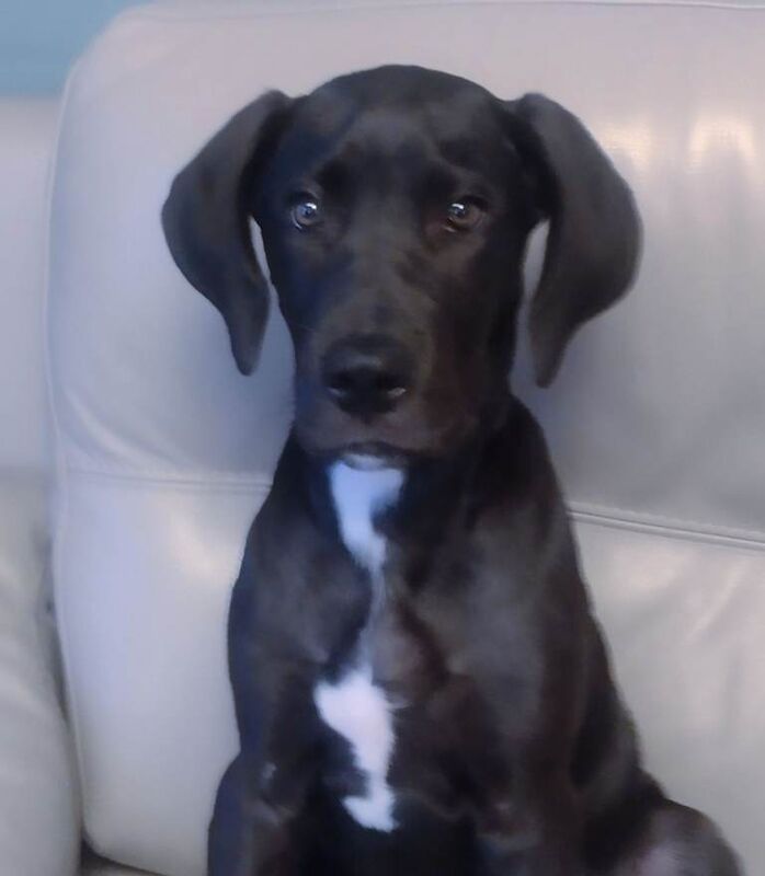 Kennel Club Registered Great Dane Puppies For Sale