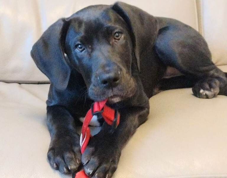 Great dane puppy - Image 2 of 3