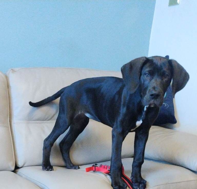 Great dane puppy - Image 3 of 3