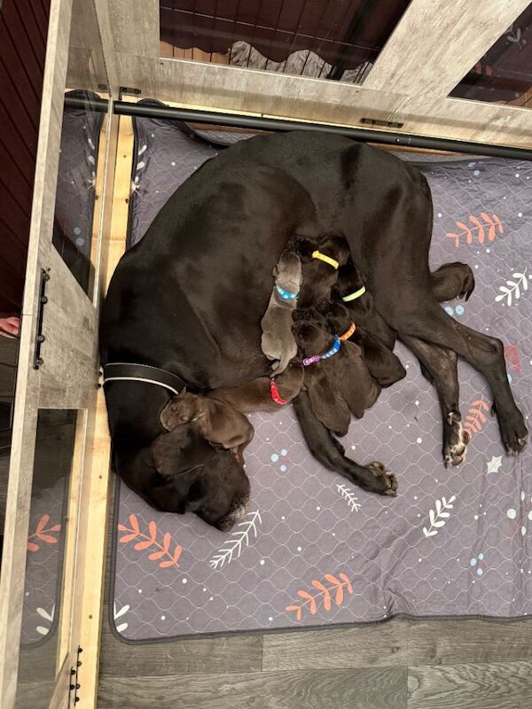 Great Dane Puppies For Sale