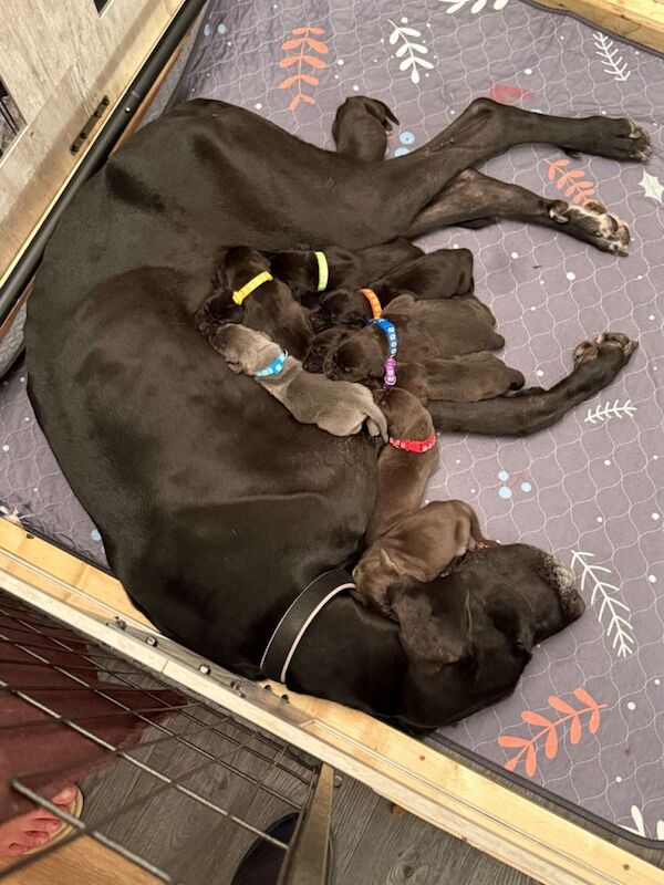 Great Dane pups. - Image 2 of 3