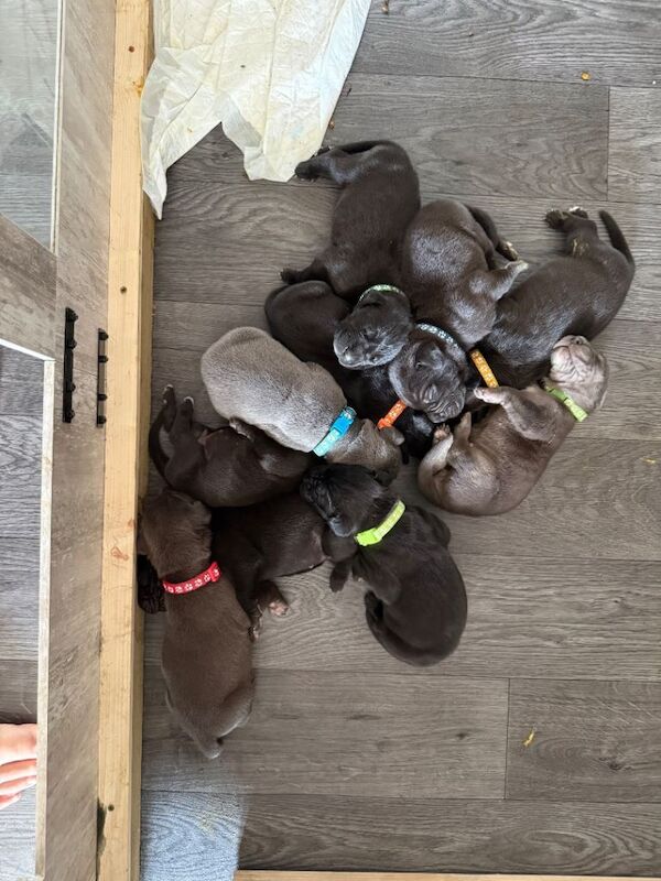 Great Dane pups. - Image 3 of 3