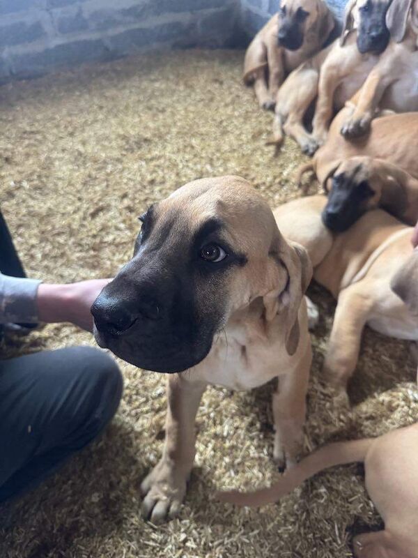 Great Dane Puppies For Sale