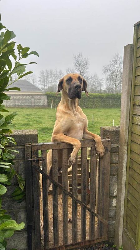Great Dane pups in Galway - Image 2 of 5