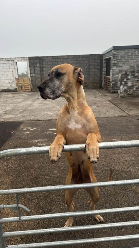 Great Dane pups in Galway - Image 3 of 5